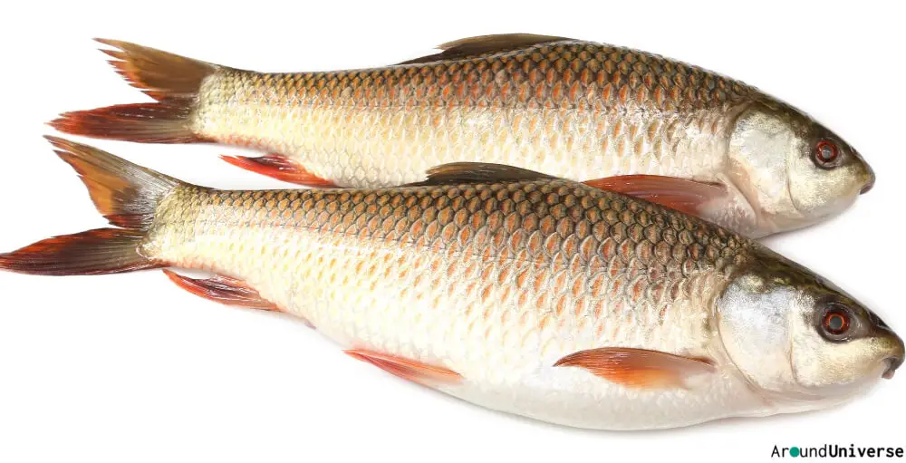 Where To Find Rohu Fish in The USA