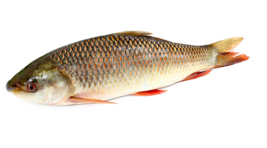 Where To Find Rohu Fish In The USA