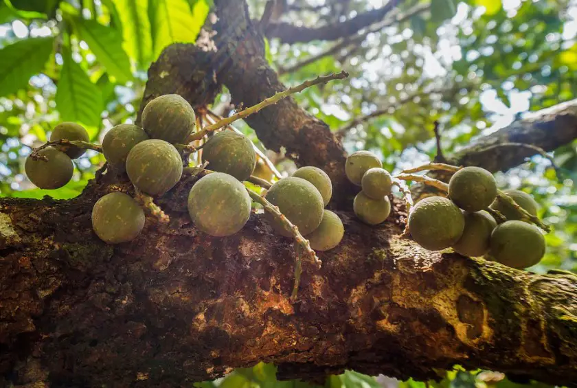 Are lanzones healthy to eat