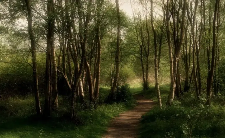 Aokigahara Forest