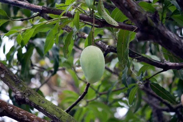 What is the Best Pakistani Mango?