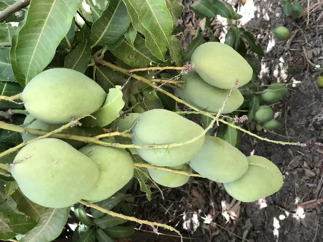 Are Pakistani Mangoes Available in the USA?