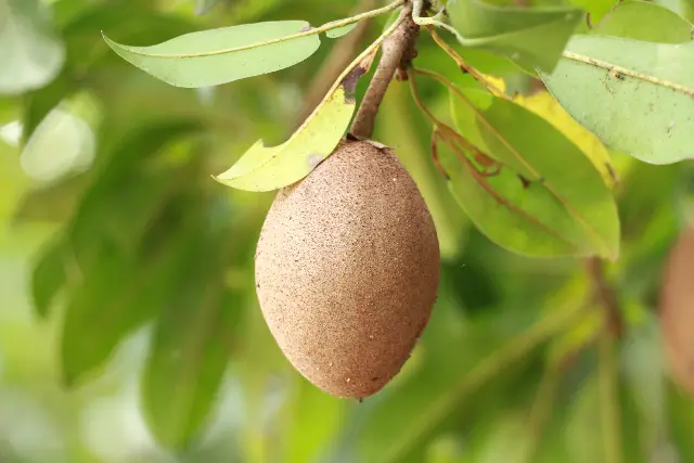 Is Sapodilla Available in the USA?
